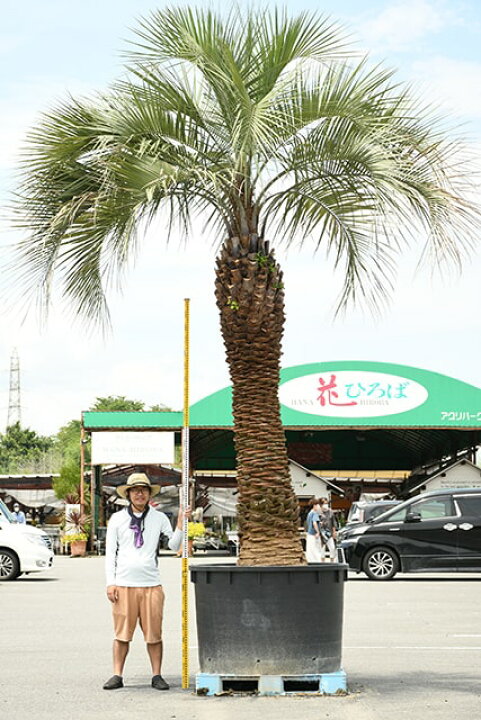 楽天市場】【現品発送 ※銀行振込のみ】 耐寒性 ヤシ 苗木 【ヤシの木  