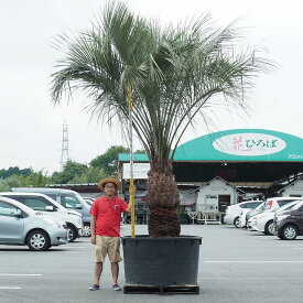 楽天市場 南国 植木の通販