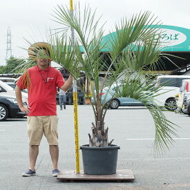 楽天市場 南国 植木の通販