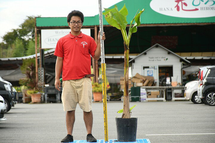 楽天市場 バショウ 芭蕉 南国風 庭 木 苗木 観葉植物 植木 庭木 シンボルツリー高木耐寒性の強い南国植物 苗木の専門店 グリーンでｇｏ