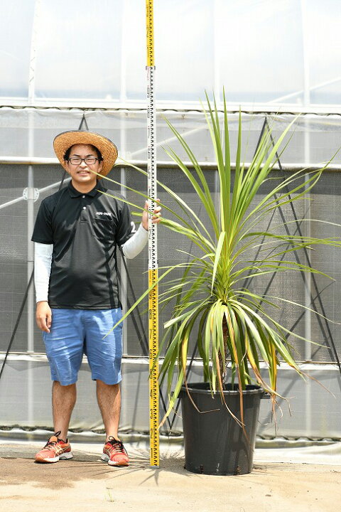 楽天市場 現品発送 観葉植物 ドラセナ 苗木 青ドラセナ 根巻き苗 コルジリネ ニオイシュロラン 南国風 苗木 植木 庭木 シンボルツリー 常緑樹 中木 Dora R307 14 苗木の専門店 グリーンでｇｏ