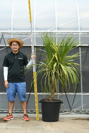 楽天市場 ドラセナ 地植えの通販