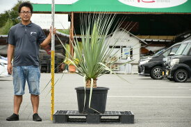 楽天市場 南国 植木の通販
