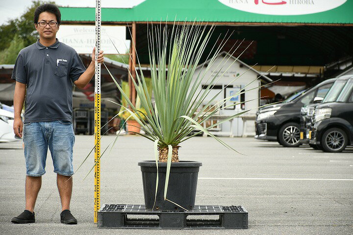 楽天市場】【現品発送 ※銀行振込のみ】 耐寒性 ユッカの木 【ユッカ 