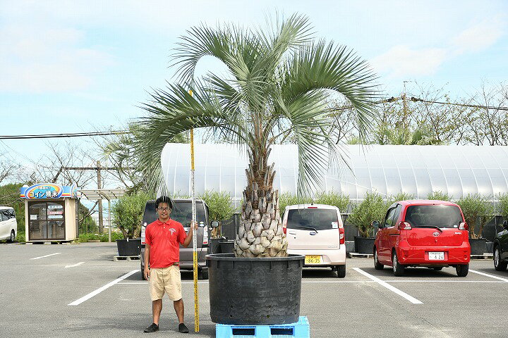 高品質の人気 ココスヤシ 7号鉢 樹高約0.6m 鉢底から シンボルツリー 化粧鉢 庭木 植木 常緑樹 常緑高木 南国風 rmladv.com.br 高品質の人気 ココスヤシ 7号鉢 樹高約0.6m 鉢底から シンボルツリー 化粧鉢 庭木 植木 常緑樹 常緑高木 南国風 rmladv.com.br