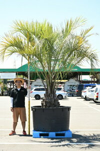 常緑樹 庭木 盆栽 植木の人気商品 通販 価格比較 価格 Com