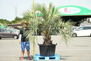 常緑樹 庭木 盆栽 植木の人気商品 通販 価格比較 価格 Com