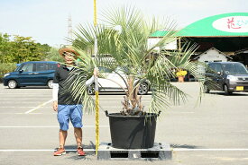 楽天市場 寒冷地 常緑樹 シンボルツリー 植木 ガーデニング 農業 花 ガーデン Diyの通販