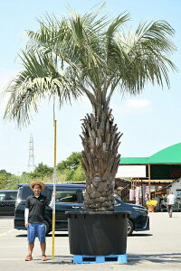 観葉植物 シンボルツリー 植木 盆栽の人気商品 通販 価格比較 価格 Com