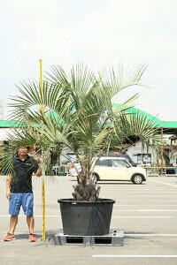 植木の人気商品 通販 価格比較 価格 Com