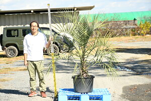 観葉植物 ヤシの木 庭の人気商品 通販 価格比較 価格 Com 観葉植物 ヤシの木 庭の人気商品 通販 価格比較 価格 Com