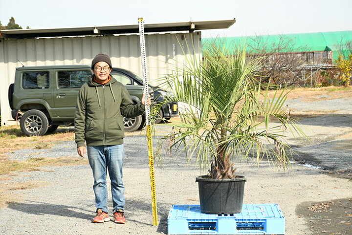 楽天市場 現品発送 耐寒性 ヤシ 苗木 ヤシの木 ココスヤシ 鉢上げ管理中 鉢植え 南国風 庭 木 苗木 観葉植物 植木 庭木 シンボルツリー 常緑樹 高木 R311 38 苗木の専門店 グリーンでｇｏ