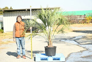 常緑樹 鉢植えの人気商品 通販 価格比較 価格 Com