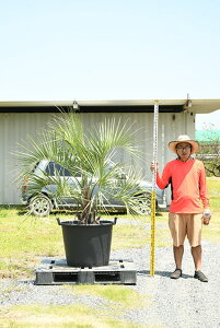 ヤシ 植木の人気商品 通販 価格比較 価格 Com