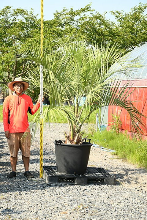 楽天市場】【現品発送】 耐寒性 ヤシ 苗木 【ヤシの木 ココスヤシ 鉢  