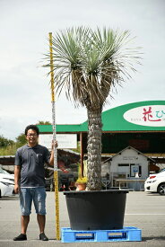 楽天市場 ユッカ 屋外の通販