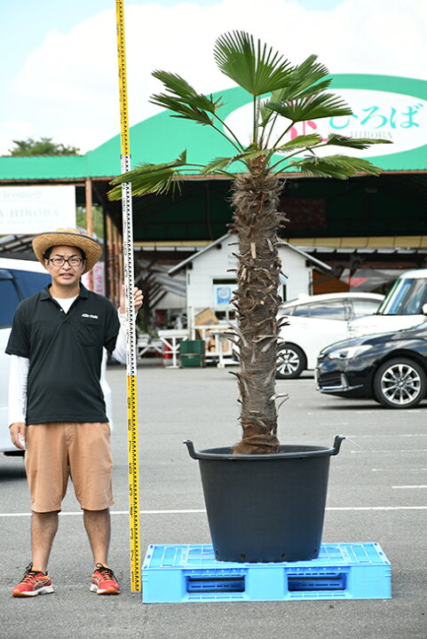 楽天市場 現品発送 耐寒性 すらっとした ヤシ 苗木 ヤシの木 トウシュロ 鉢植え 唐シュロ トウジュロ 南国風 庭 木 苗木 観葉植物 植木 庭木 シンボルツリー 常緑樹 高木 メダカの産卵用 棕櫚 Syuro R03 1 苗木の専門店 グリーンでｇｏ