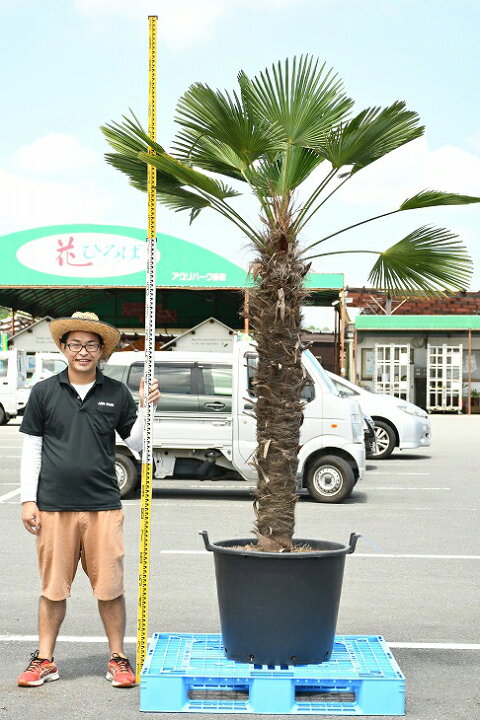 楽天市場 現品発送 耐寒性 すらっとした ヤシ 苗木 ヤシの木 トウシュロ 鉢植え 唐シュロ トウジュロ 南国風 庭 木 苗木 観葉植物 植木 庭木 シンボルツリー 常緑樹 高木 メダカの産卵用 棕櫚 Syuro R03 17 苗木の専門店 グリーンでgo 楽天市場 現品発送 耐寒性 すらっとした ヤシ 苗木 ヤシの木 トウシュロ 鉢植え 唐シュロ トウジュロ 南国風 庭 木 苗木 観葉植物 植木 庭木 シンボルツリー 常緑樹 高木 メダカの産卵用 棕櫚 Syuro R03 17 苗木の専門店 グリーンでgo