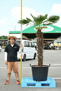 植木 盆栽 シュロの人気商品 通販 価格比較 価格 Com
