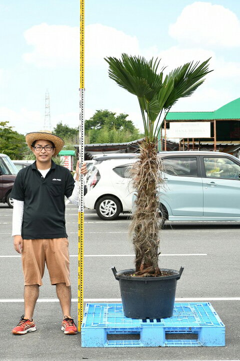楽天市場 現品発送 耐寒性 すらっとした ヤシ 苗木 ヤシの木 トウシュロ 鉢植え 唐シュロ トウジュロ 南国風 庭 木 苗木 観葉植物 植木 庭木 シンボルツリー 常緑樹 高木 メダカの産卵用 棕櫚 Syuro R03 21 苗木の専門店 グリーンでｇｏ