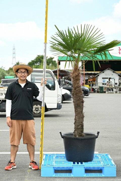 楽天市場 現品発送 耐寒性 すらっとした ヤシ 苗木 ヤシの木 トウシュロ 鉢植え 唐シュロ トウジュロ 南国風 庭 木 苗木 観葉植物 植木 庭木 シンボルツリー 常緑樹 高木 メダカの産卵用 棕櫚 Syuro R03 26 苗木の専門店 グリーンでｇｏ