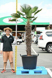 植木 盆栽 シュロの人気商品 通販 価格比較 価格 Com