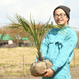 楽天市場 植木 種類 植物 ヤシ ガーデニング 農業 花 ガーデン Diy の通販