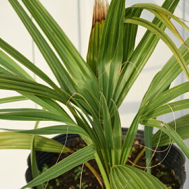 楽天市場 南国風 観葉植物の通販