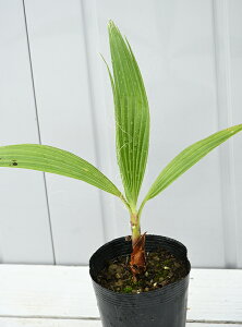 観葉植物 ワシントンヤシの人気商品 通販 価格比較 価格 Com