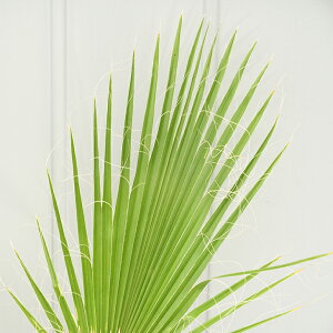 観葉植物 ワシントンヤシの人気商品 通販 価格比較 価格 Com
