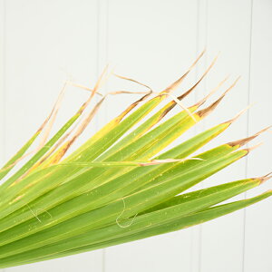 観葉植物 ワシントンヤシの人気商品 通販 価格比較 価格 Com