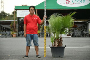 観葉植物 ワシントンヤシの人気商品 通販 価格比較 価格 Com