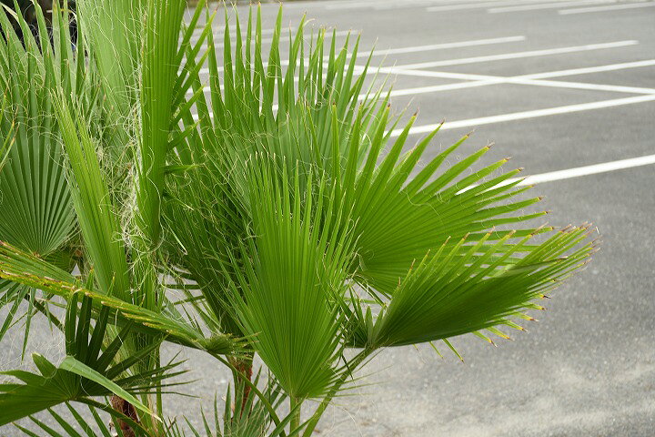 楽天市場 現品発送 耐寒性 ヤシ 苗木 ヤシの木 ワシントンヤシ 南国風 庭 木 苗木 観葉植物 植木 庭木 シンボルツリー 常緑樹 高木 全国発送可 店頭にてミニバン ワンボックス 軽トラック引き取り可能サイズ Washin9 43 苗木の専門店 グリーンでgo 楽天市場 現品発送 耐寒性 ヤシ 苗木 ヤシの木 ワシントンヤシ 南国風 庭 木 苗木 観葉植物 植木 庭木 シンボルツリー 常緑樹 高木 全国発送可 店頭にてミニバン ワンボックス 軽トラック引き取り可能サイズ Washin9 43 苗木の専門店 グリーンでgo