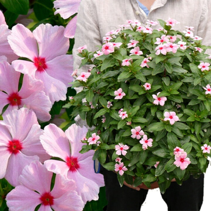 楽天市場 ニチニチソウ ピンクレッドアイ 3号ポット苗 ビンカ 日々草夏 ピンクガーデン 珍しい 花みどりマーケット 楽天市場店