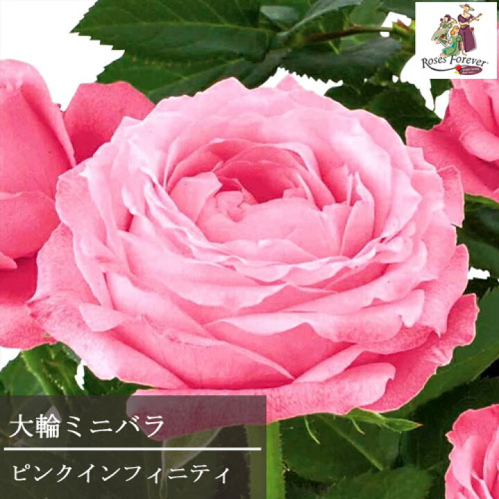 楽天市場 ミニバラ ピンクインフィニティ 4号ポット苗四季咲き 大輪 花苗 ポットローズ 鉢花 花みどりマーケット 楽天市場店