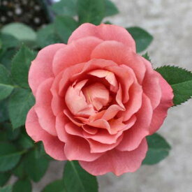 楽天市場 バラ 苗 テディベアの通販