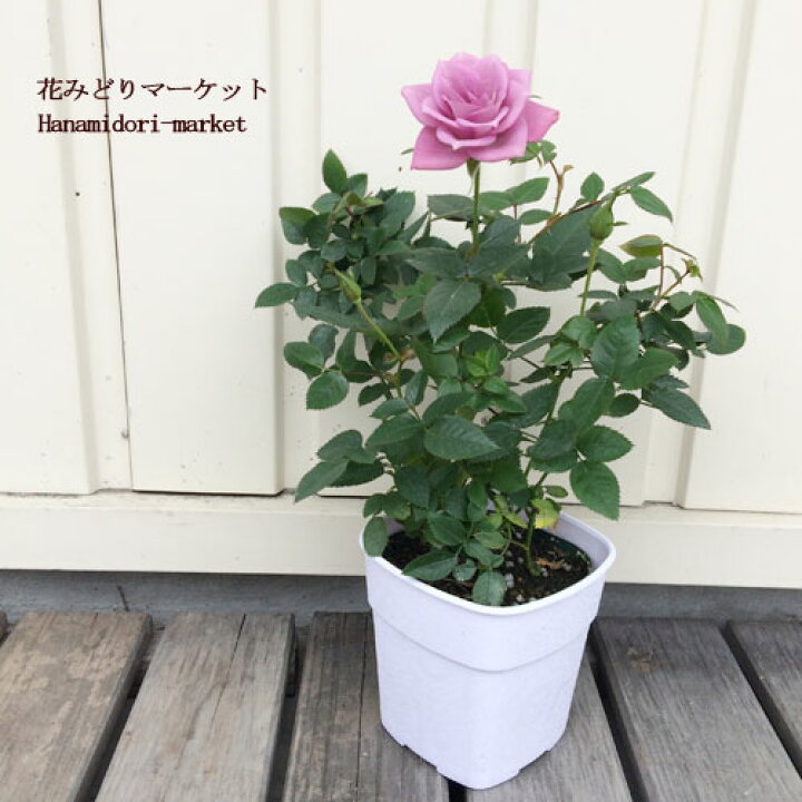 楽天市場】ミニバラ ラベンダーコルダーナ 3.5号ポット苗花苗 鉢花 