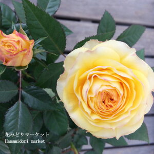 新鮮な花 みどり マーケット 最高の花の画像
