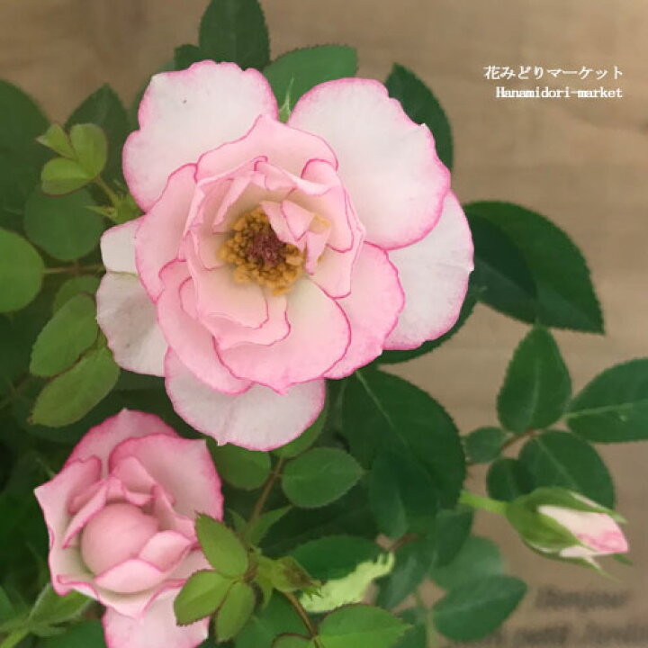 楽天市場 ミニバラ オプティマ ラブリープリンセス 3 5号ポット苗鉢花 花苗 ポットローズ 四季咲き ピンク 2色咲き バイカラー 花みどりマーケット 楽天市場店