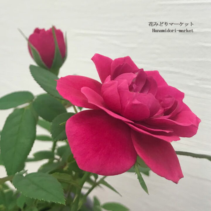 楽天市場 切り戻し株 ミニバラ 芳香種 ピンクロサ アロマ 3 5号ポット苗ポットローズ 鉢花 ピンク 花苗 四季咲き 花みどりマーケット 楽天市場店
