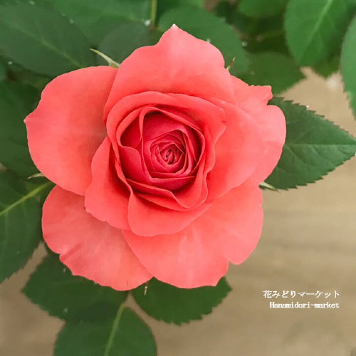 楽天市場 ミニバラ 中大輪系 パティオヒット フィネラ 3 5号ポット苗ポールセンローズ 四季咲き 中大輪 薔薇 鉢花 アプリコット 花みどりマーケット 楽天市場店