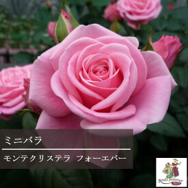 楽天市場 ミニバラ 四季咲き 種類 植物 バラ の通販 楽天市場 ミニバラ 四季咲き 種類 植物 バラ の通販