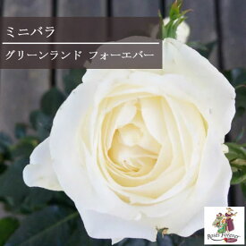 楽天市場 ミニバラ 四季咲き 種類 植物 バラ の通販 楽天市場 ミニバラ 四季咲き 種類 植物 バラ の通販