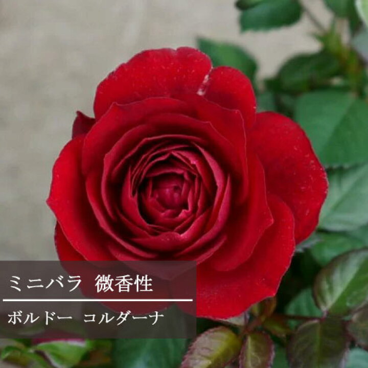 楽天市場 ミニバラ 微香性 ボルドーコルダーナ 3 5号ポット苗四季咲き 香り 芳香 花苗 鉢花 ポットローズ 赤 レッド 深紅 花みどりマーケット 楽天市場店