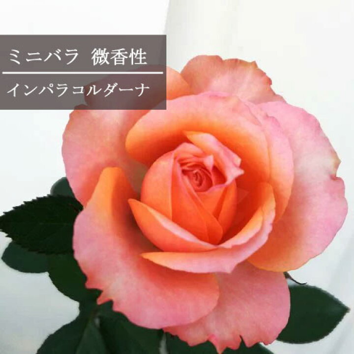 楽天市場 ミニバラ 芳香性 インパラコルダーナ 3 3 5号ポット苗四季咲き 芳香 大輪 ポットローズ 香り オレンジ 花みどりマーケット 楽天市場店