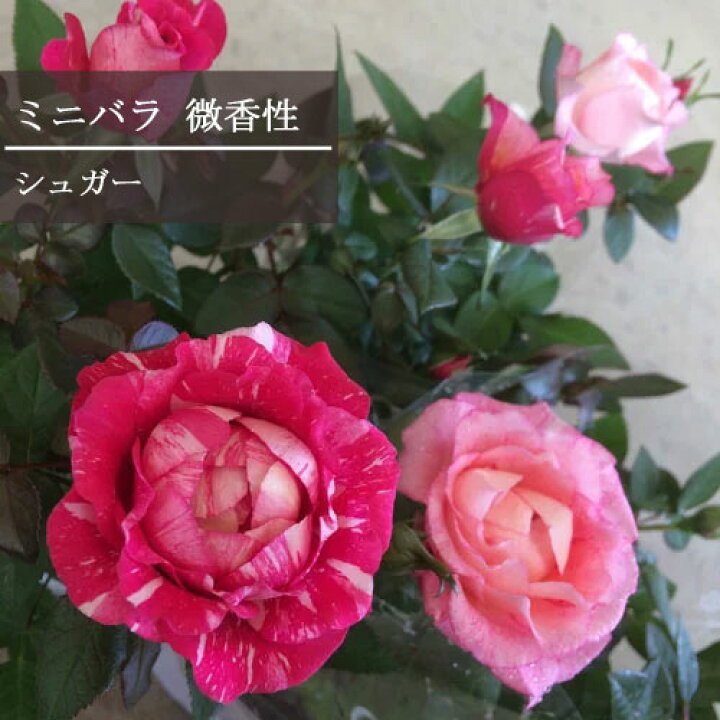 楽天市場 ミニバラ 微香性 シュガー 3 5号ポット苗四季咲き 香り 花苗 ポットローズ 鉢花 花みどりマーケット 楽天市場店