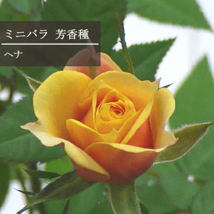 楽天市場 ミニバラ 芳香種 ヘナ 3 5号ポット苗四季咲き 香り バラ苗 花苗 鉢花 ポットローズ イエロー 黄 室内 花みどりマーケット 楽天市場店 楽天市場 ミニバラ 芳香種 ヘナ 3 5号ポット苗四季咲き 香り バラ苗 花苗 鉢花 ポットローズ イエロー 黄 室内 花みどりマーケット 楽天市場店