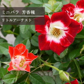 楽天市場 ミニバラ 四季咲き 種類 植物 バラ の通販