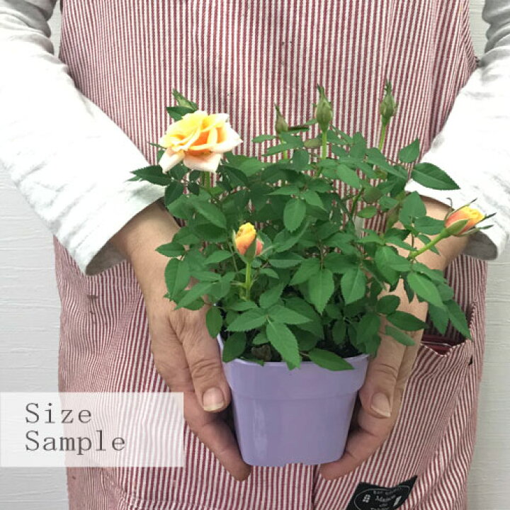 楽天市場 ミニバラ 芳香種 ヘナ 3 5号ポット苗四季咲き 香り バラ苗 花苗 鉢花 ポットローズ イエロー 黄 室内 花みどりマーケット 楽天市場店