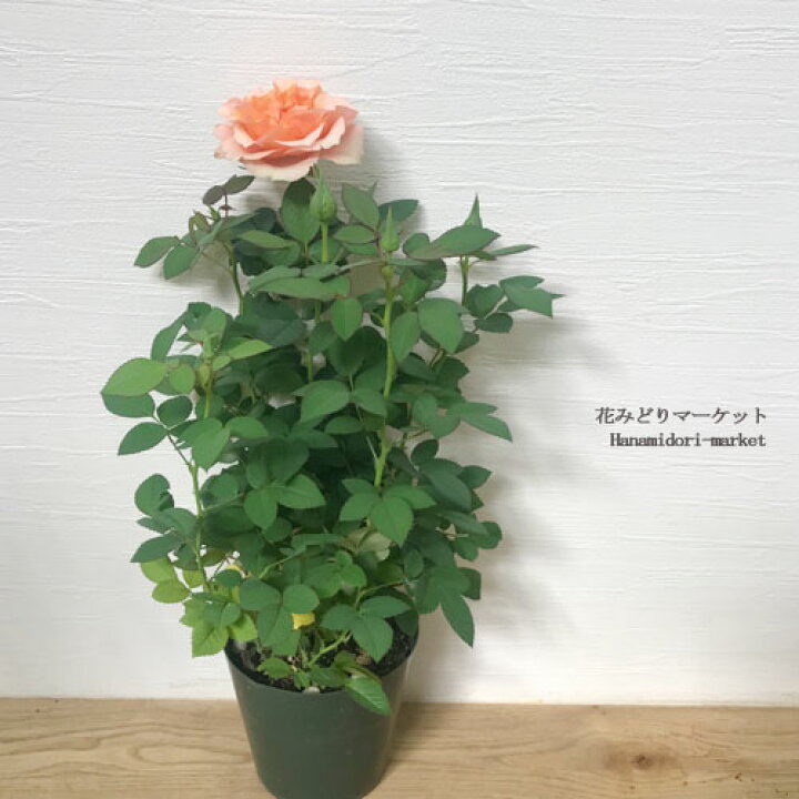 観葉植物 ミニバラ コルダーナシリーズ ピンク 人生バラ色 人気ショップ コルダーナシリーズ